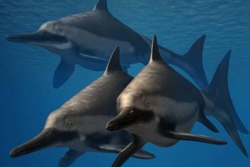 Meski Berukuran Raksasa, Mengapa Sulit untuk Mengidentifikasi Ichthyosaurus?