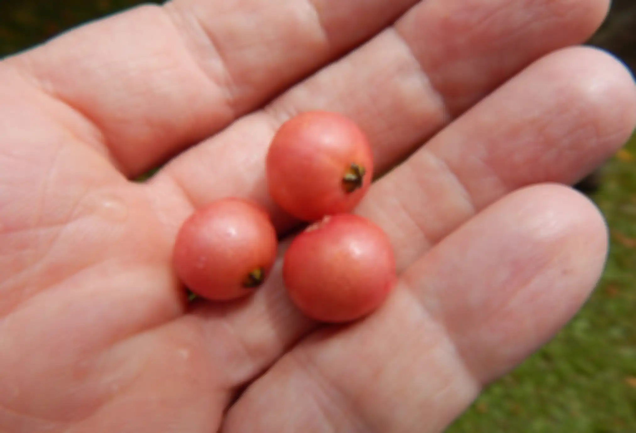 Buah Kersen