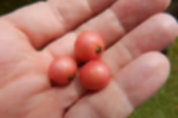 Buah Kersen
