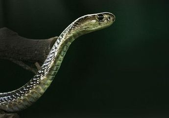 Arti Mimpi Dipatok Ular King Kobra Menandakan Perasaan Kecewa yang Besar, Waspada dengan Orang Terdekat!