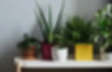 Bisa Bikin Rumah Lebih Segar, Begini Cara Mengatasi Polusi Udara di Dalam Ruangan