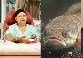 Nyesel Baru Tahu! Ternyata Ini Manfaat Ajaib Ikan Gabus Sampai Direkomendasikan Pada Ani Yudhoyono Usai Operasi Melawan Kanker Darah
