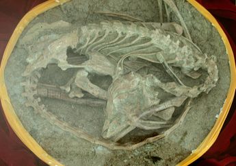 Meringkuk, Berdiri, atau Berbaring, Bagaimana Sebenarnya Dinosaurus Tidur?