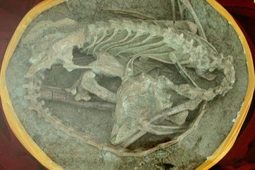 Meringkuk, Berdiri, atau Berbaring, Bagaimana Sebenarnya Dinosaurus Tidur?