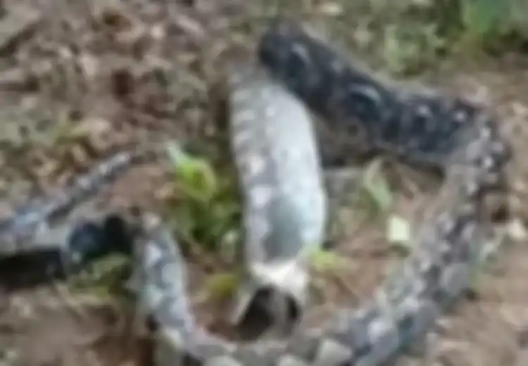 Nenek Ini Patah Hati saat Seekor Piton Raksasa Sepanjang 5 Meter Muntah, Tepat saat Sedang 'Diburu' oleh Sang Nenek
