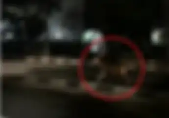 Lah Gimana Ceritanya Nih Bro? Kok Tiba-tiba Ada Rusa Nongol di Jalan Raya Gini