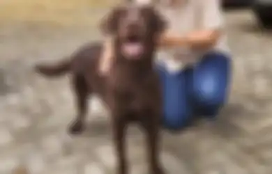 Coco Si Anjing Labrador Temukan Korban Gempa Cianjur, Sudah Bersetifikat!