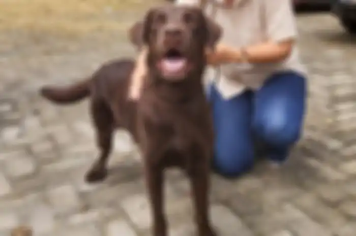 Coco Si Anjing Labrador Bantu Relawan Gempa Cianjur