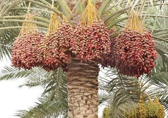 Ramadhan 1440 H: Kenali 10 Jenis Kurma Paling Digemari di Dunia