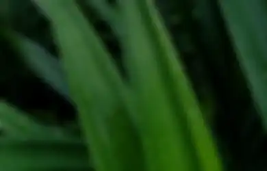Tak Cuma Sedapkan Masakan, Ternyata Pandan juga Bisa Buat Wajah Glowing Hanya Dalam 20 Menit, Begini Caranya!