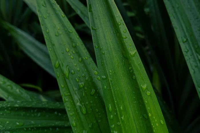 Daun Pandan