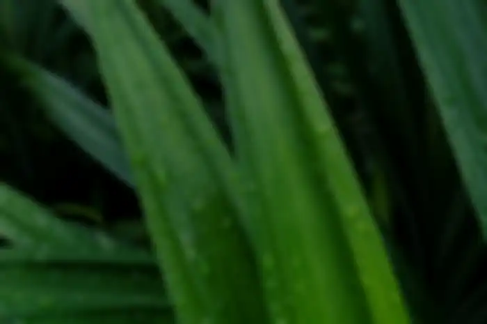Daun Pandan
