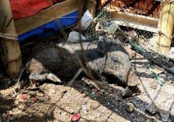 Sempat Hebohkan Warga Depok, Mitos Babi Ngepet Sudah Terkenal dari Zaman Dahulu di Kalangan Suku Sunda dan Suku Jawa
