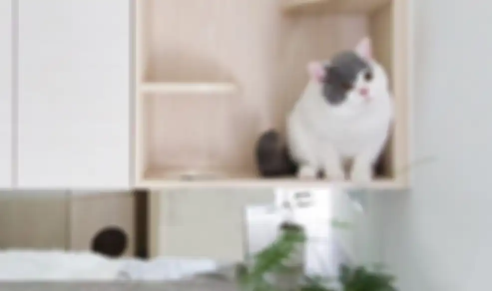 Binatang yang diawetkan untuk hisasan sangat dipantang Feng Shui.