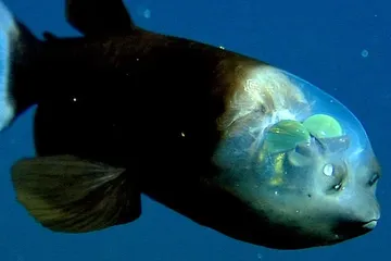 Ikan yang Sangat Langka Terekam Kamera, Kepalanya Tembus Pandang