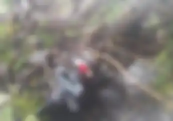 Waspada Musim Hujan, Motor Tertimpa Pohon Tumbang? Berapa Sih Dapat Ganti Ruginya   
