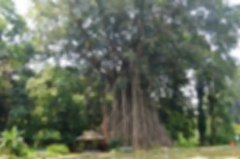 Pohon beringin lambang sila ketiga Pancasila.