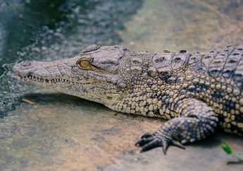 Arti Mimpi Melihat Buaya Naik ke Daratan, Isyaratkan tentang Ketidaknyamanan tentang Hal yang Kini Dikerjakan, Berikut Penjelasannya