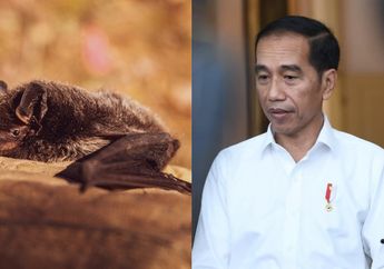 Dianggap Tak Lazim untuk Dikonsumsi, Siapa Sangka Presiden Jokowi Ternyata Pernah Menyantap Sop Kelelawar saat Berkunjung ke Manado!