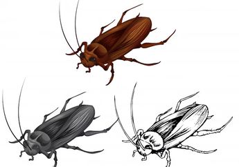 Arti Mimpi Kecoa Menurut Islam, Ada Kaitannya dengan Kenangan Pahit, Hati-hati Trauma Kembali Mengusik