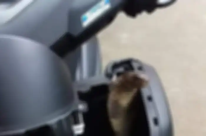 Bodi Yamaha NMAX jadi sarang ular kobra
