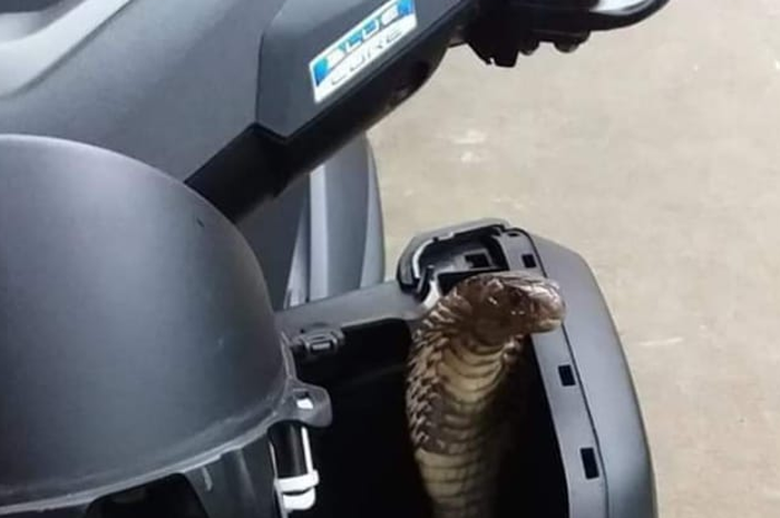 Bodi Yamaha NMAX jadi sarang ular kobra