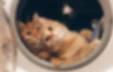 Jadi Racun! Jangan Pernah Berikan 7 Makanan Manusia Ini Pada Kucing!