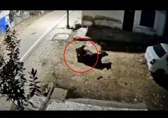 Astagfirullah, Pria Terekam Berhubungan Badan dengan 2 Sapi Berbeda, Polisi Ungkap Identitasnya yang Bikin Syok