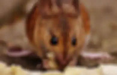 Kerap Dijadikan Pengusir Tikus, Pisang Nyatanya Ditakuti Tikus Jantan Lantaran Hal Ini