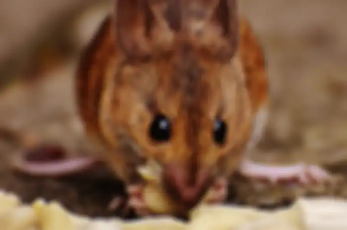 Pisang tidak disukai tikus