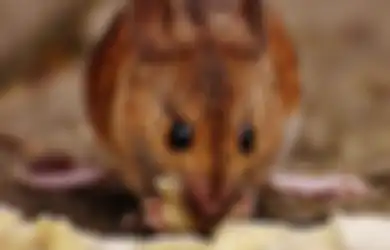 Tikus Berkeliaran Bikin Seisi Rumah Heboh, Modal Jeruk Nipis Dijamin Masalah Selesai Seketika   