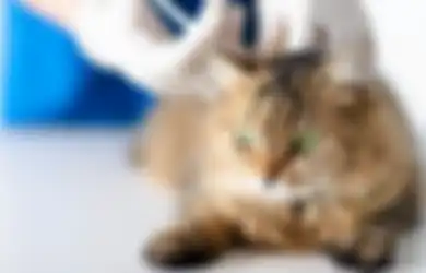 Kucing Perlihatkan 5 Ciri Ini, Artinya Mereka Sedang Bersedih!