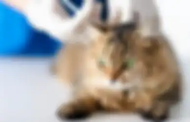 Kucing Perlihatkan 5 Ciri Ini, Artinya Mereka Sedang Bersedih!