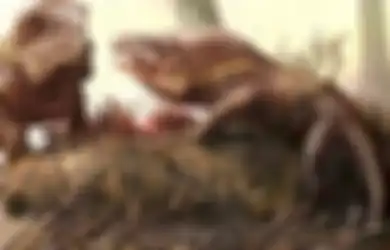 Giginya Bagaikan Pisau 'Steak:' Buaya Merah Ini Dapat Tumbuh Sepanjang 3 Meter dan Berkeliaran dari Eropa hingga China, Lebih Tua dari Era Dinosaurus
