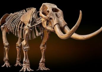 Jadi Nenek Moyang Gajah, Sebenarnya Apa Beda Mastodon dan Mamut?