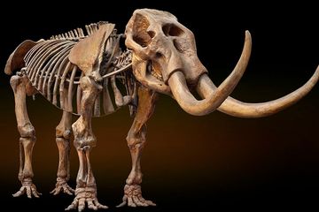 Jadi Nenek Moyang Gajah, Sebenarnya Apa Beda Mastodon dan Mamut?