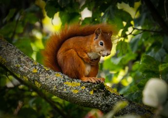 4 Arti Mimpi Tupai Jadi Cerminan Diri yang Selalu Berfikir Kreatif dan Mudah Beradaptasi