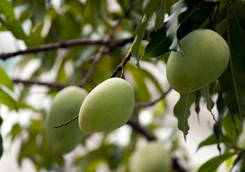 Efektif Keluarkan Racun di Tubuh, Minum Air Rendaman Daun Mangga Saat Perut Kosong Juga Bisa Buat Wajah Glowing