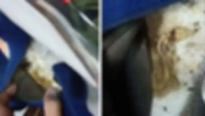 Cicak yang mati di balik busa helm