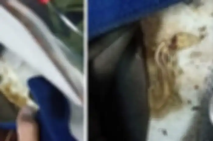 Cicak yang mati di balik busa helm
