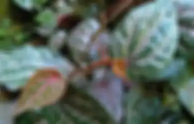Inilah Beberapa Manfaat Daun Sirih Merah Bagi Kesehatan Tubuh, Simak