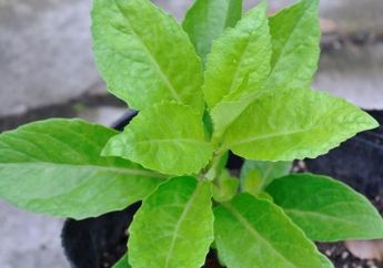 Inilah Cara Mengolah Daun Dewa untuk Mengobati Berbagai Penyakit, Mudah!