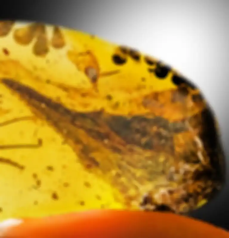 Fosil dinosaurus terkecil di dunia yang terjebak dalam batu ambar