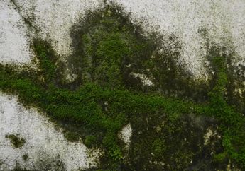 Bikin Dinding Terlihat Kotor, Ini Langkah Mudah Membersihkan Lumut Pada Dinding Luar Rumah, Bisa Gunakan Pemutih atau Cuka