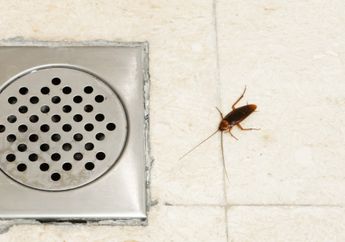 Satu Keluarga Bisa Kena Penyakit Mematikan, Segera Basmi Kecoa di Rumah Cuma dengan Modal Detergen dan Gula