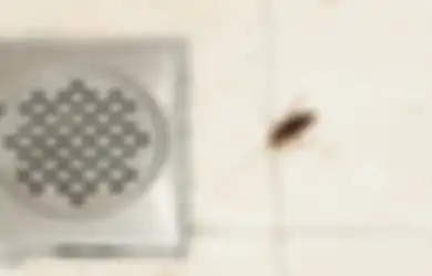 Tak Perlu Kesulitan Lagi, Mau Apapun Serangga dan Hewannya, Cukup Lakukan Trik-trik Sederhana dengan Bahan Dapur Murah Ini Saja untuk Usir Hama Masuk Rumah
