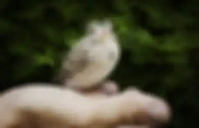 Apakah Jadi Pertanda Buruk? Ini Arti Mitos Suara Burung di Malam Hari