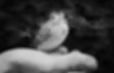 Apakah Jadi Pertanda Buruk? Ini Arti Mitos Suara Burung di Malam Hari