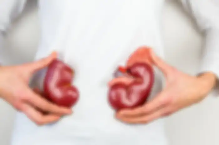 organ ginjal
