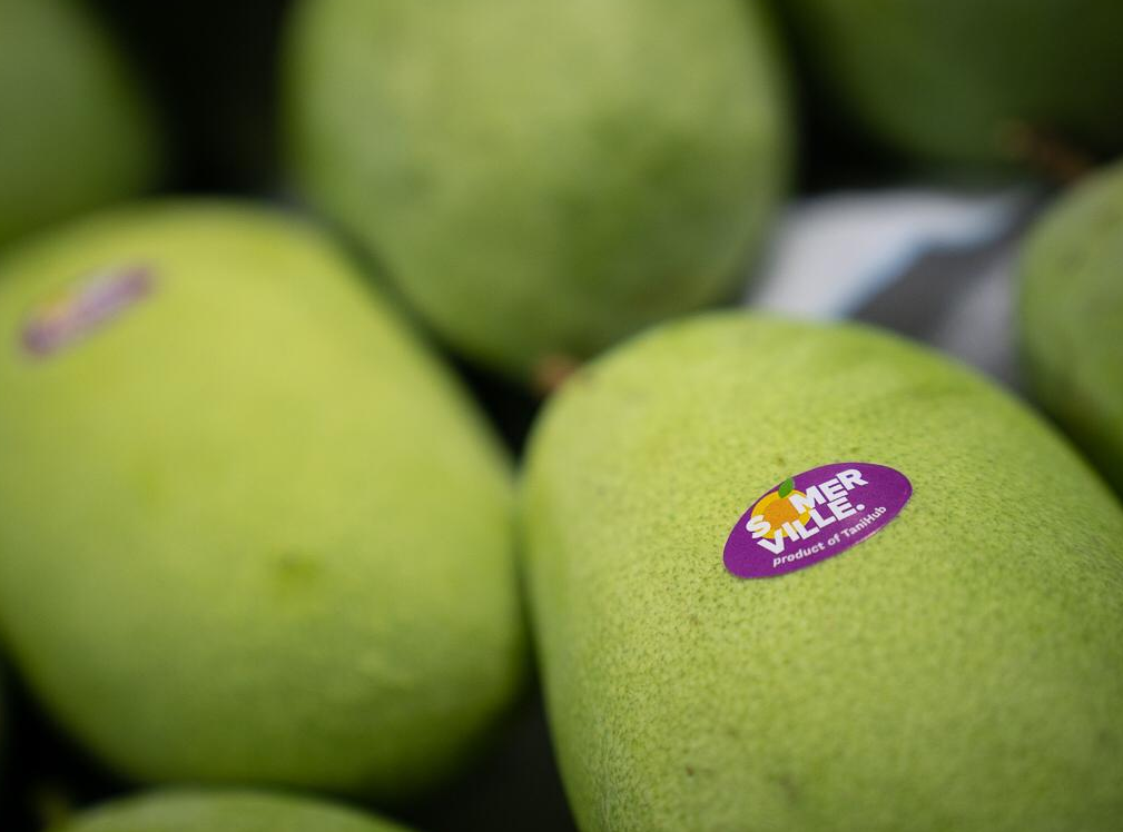 Mangga 